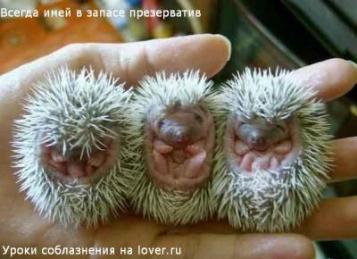 3_little_hedgehogs.jpg