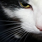 Фотография Vladi_Gor