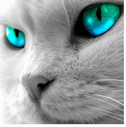 Фотография Тоська