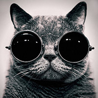 Фотография kote87