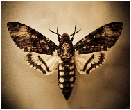 Фотография Лиственник